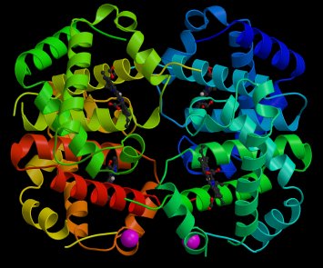Hemoglobine 3D Molecule